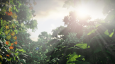 The Last of Us