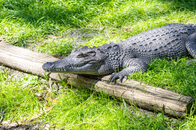 Il custode dello zoo si getta nel recinto dei coccodrilli per salvare il ragazzo ferito