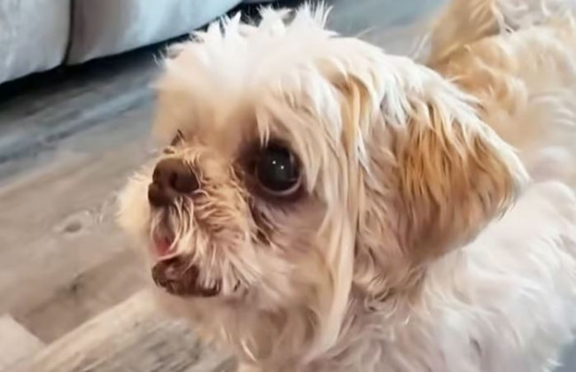 Cane scomparso trovato a 1.000 miglia da casa con un nome nuovo di zecca