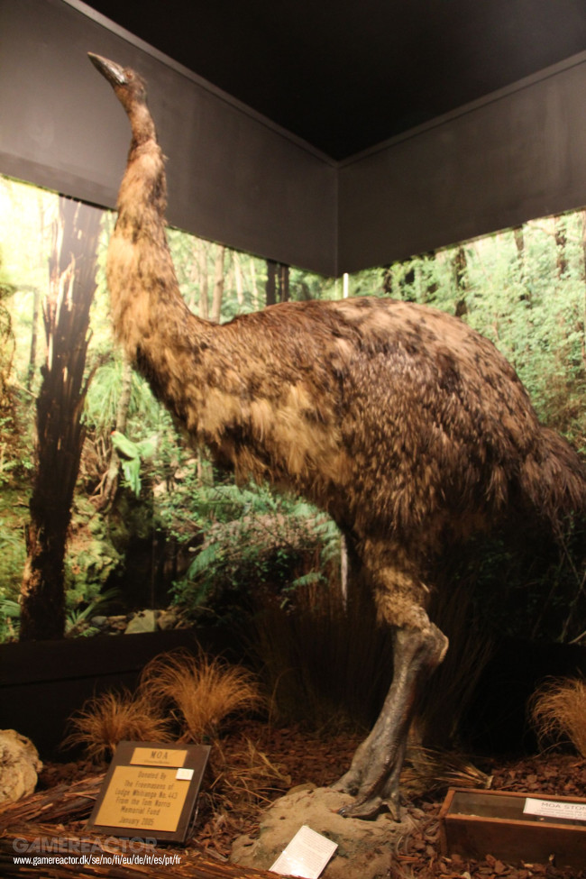 La compagnia che ha riportato in vita il lupo gigante estinto si sta ora preparando a far rinascere il gigantesco uccello neozelandese Moa