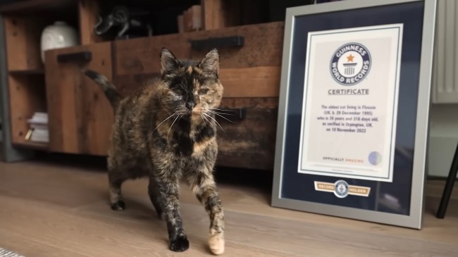 Il gatto più vecchio del mondo festeggia il 30° compleanno