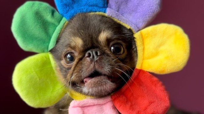 La sensazione di TikTok King Chilli the Pug supera l'obiettivo GoFundMe per un intervento chirurgico che salva vite