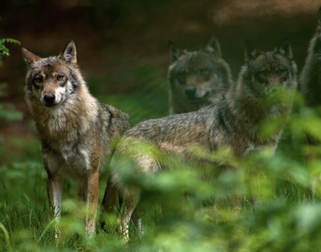 La Germania si muove per legalizzare la caccia al lupo dopo l'aumento degli attacchi al bestiame