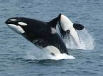 Le orche stanno tornando sulla costa britannica in numeri raramente visti prima