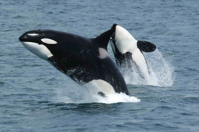 Le orche stanno tornando sulla costa britannica in numeri raramente visti prima