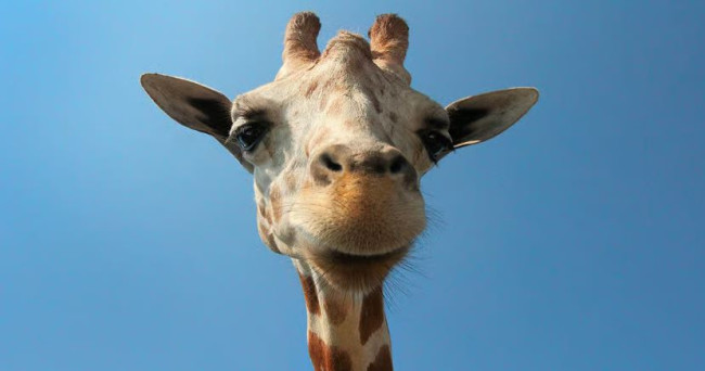 Un nuovo studio suggerisce che le giraffe possono risolvere semplici problemi di matematica