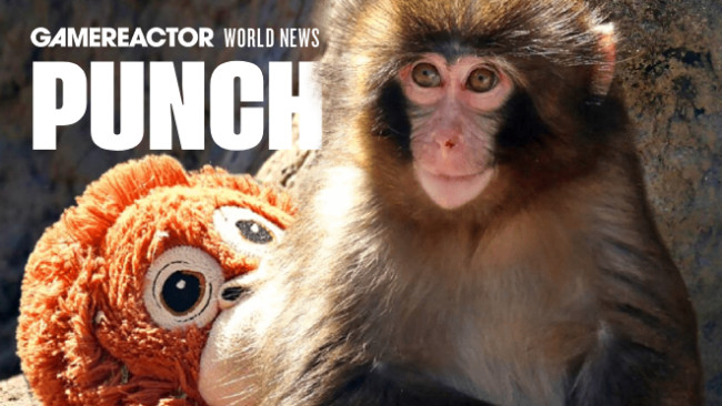 Chi è Punch the Monkey? Il giovane macaco che è diventato quasi più famoso di Donald Trump