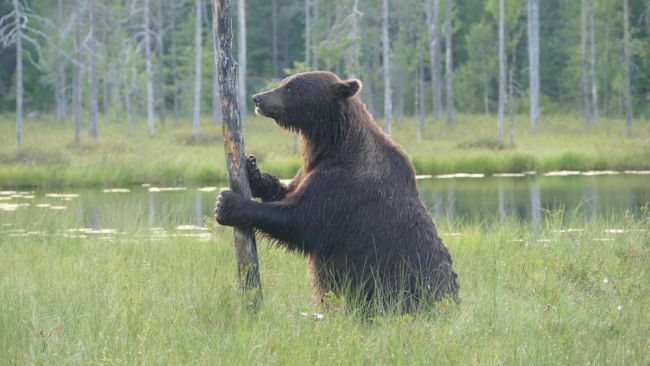 Ci sono biblioteche in Finlandia, alle quali non è possibile entrare con le scarpe