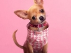 Il prequel di Legally Blonde di Prime Video, Elle, debutta a luglio