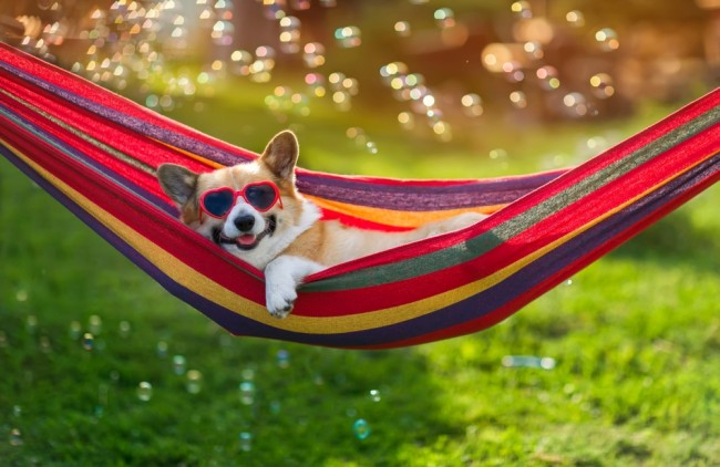 Hai un cane? Questa pillola potrebbe prolungare la loro vita dell'equivalente di 24 anni umani