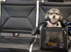 UE modifica le regole per i viaggi con animali domestici dal 22 aprile: elenco degli animali interessati e requisiti