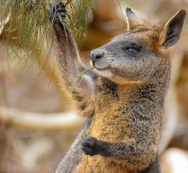 Tre wallaby simili a canguri salvati in un'incursione in una piantagione di cannabis lontano dai loro Antipodi naturali