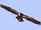 Condor della California avvistato in Oregon per la prima volta in oltre 100 anni