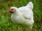 I veterinari chiedono un divieto totale delle gabbie per polli nel Regno Unito