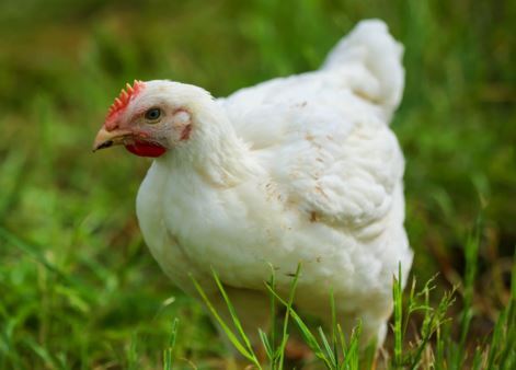 I veterinari chiedono un divieto totale delle gabbie per polli nel Regno Unito