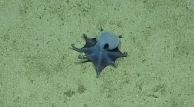 Gli scienziati scoprono un minuscolo polpo blu in profondità sotto le Galápagos