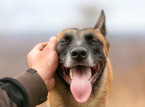 Uno studio identifica il cane pi&ugrave; antico conosciuto risalente a 15.800 anni fa