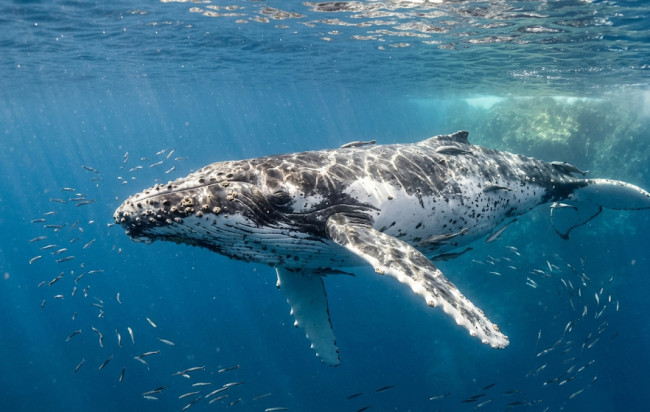 Dopo decenni di caccia alle balene, ora sono evidenti chiari segni di ripresa