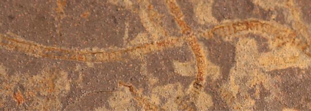 Gli scienziati scoprono tracce di vita fotosintetica più antiche di un miliardo di anni rispetto a quanto si sapesse in precedenza