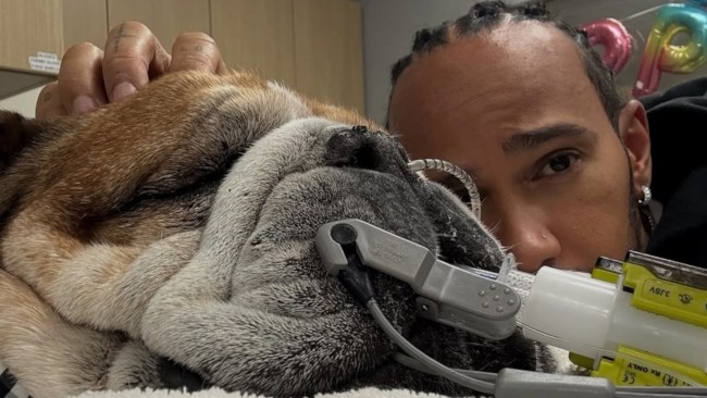 Il cane di Lewis Hamilton, Roscoe, è in coma: il campione di Formula 1 condivide un messaggio accorato