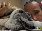 Il cane di Lewis Hamilton, Roscoe, &egrave; in coma: il campione di Formula 1 condivide un messaggio accorato