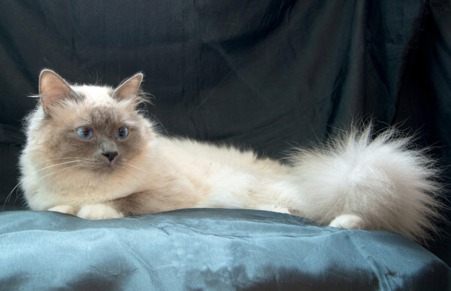 Il gatto più viziato del mondo non ha ereditato nulla, nonostante 1,5 milioni di dollari menzionati nel testamento