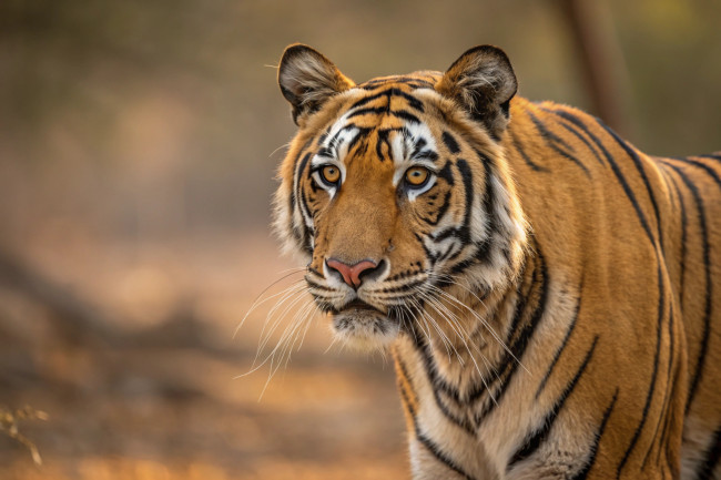 Quattro cuccioli di tigre del Bengala nati inaspettatamente in mezzo alla crisi energetica di Cuba