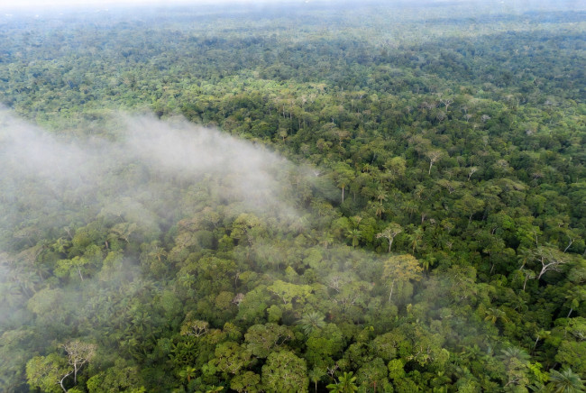 Un forte calo del numero di incendi in Amazzonia offre nuove speranze per una ripresa