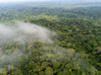 Un forte calo del numero di incendi in Amazzonia offre nuove speranze per una ripresa