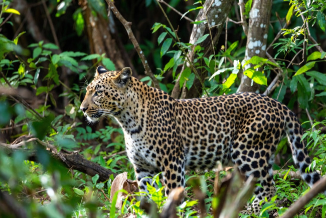 Nuovi dati mostrano un aumento della popolazione del predatore più in pericolo dell'Africa occidentale