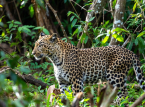 Nuovi dati mostrano un aumento della popolazione del predatore pi&ugrave; in pericolo dell'Africa occidentale