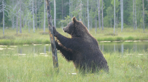 Il responsabile dell'ambiente dell'UE afferma che il rewilding dei confini potrebbe aiutare a scoraggiare le invasioni: 