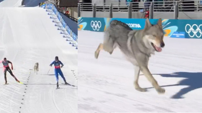 Il bravo ragazzo locale Nazgûl si schianta contro una gara di sci alle Olimpiadi: è "testardo ma molto dolce"