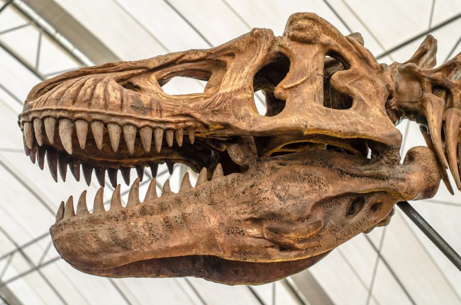 Il T. rex è cresciuto più lentamente di quanto gli scienziati pensassero