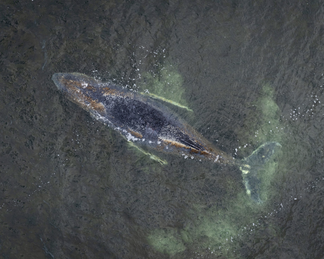 Balenottera megattera arenata per la terza volta sulla costa tedesca