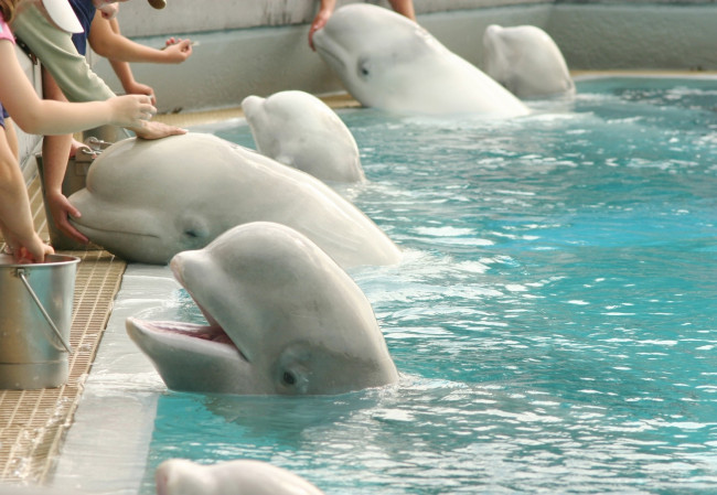 Le balene beluga a Marineland salvarono all'ultimo minuto