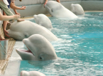 30 beluga lasciate morire in un parco chiuso in Canada saranno inviate in zoo negli Stati Uniti e in Spagna