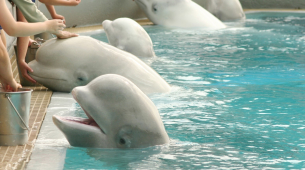 30 beluga lasciate morire in un parco chiuso in Canada saranno inviate in zoo negli Stati Uniti e in Spagna