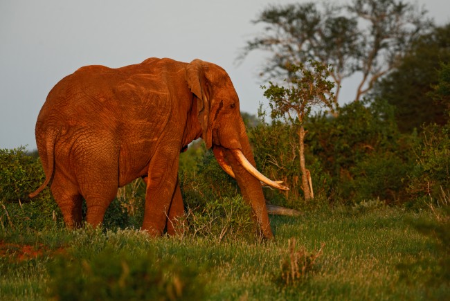 La Nigeria imporrà multe più severe e pene detentive ai trafficanti di fauna selvatica