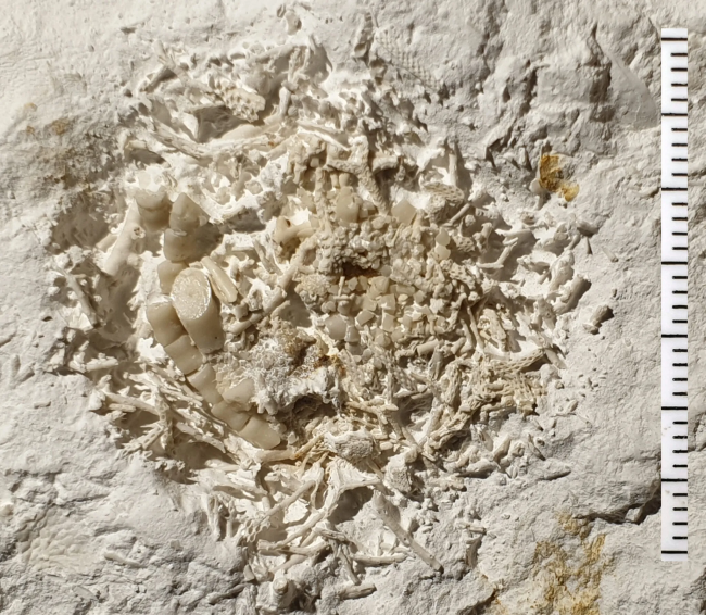 Svelato in Danimarca un vomito fossile di 66 milioni di anni fa