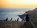 La popolazione di pulcinelle raggiunge un record per il secondo anno consecutivo sull'iconico Skomer Island 