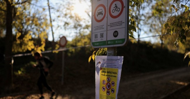 Veterani dell'UE impiegati per affrontare l'epidemia di peste suina a Barcellona