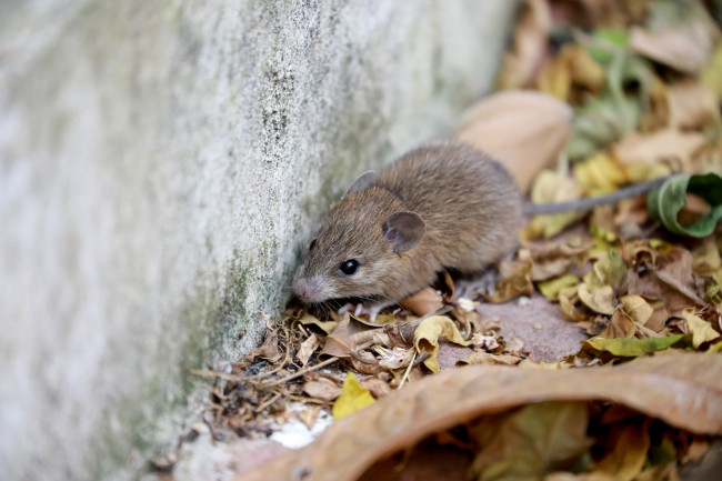 L'epidemia di hantavirus confermata è quella delle Ande, l'unica trasmissibile da persona a persona