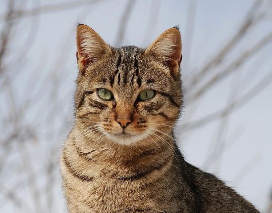 Centinaia di gatti salvati dai macelli in Vietnam