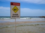 L'Australia chiude decine di spiagge della costa orientale dopo una serie di attacchi di squali