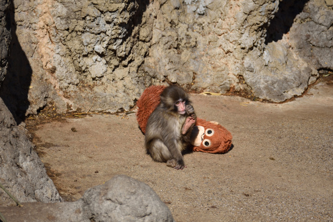 Cittadini statunitensi arrestati per aver tentato di entrare nel recinto di Punch the Monkey