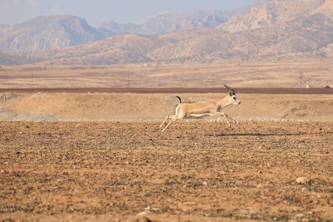 La Turchia batte il record di temperatura più alto registrato con una lettura di 50,5°C
