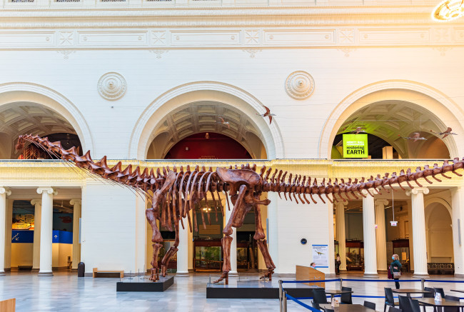 Osso di dinosauro trovato in un cassetto si rivela essere stato scoperto per la prima volta in Antartide