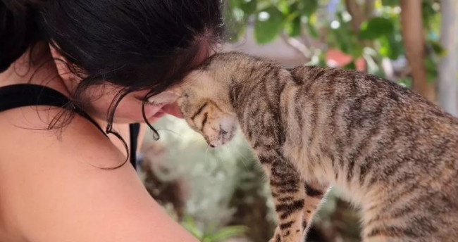 Il santuario greco per gatti offre vitto e alloggio gratuiti per i volontari, trascorre le giornate coccolando i felini