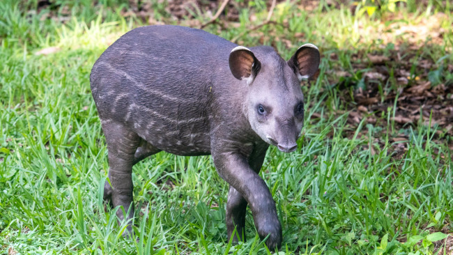 Primo cucciolo di tapir di pianura in 14 anni accolto allo zoo del Regno Unito